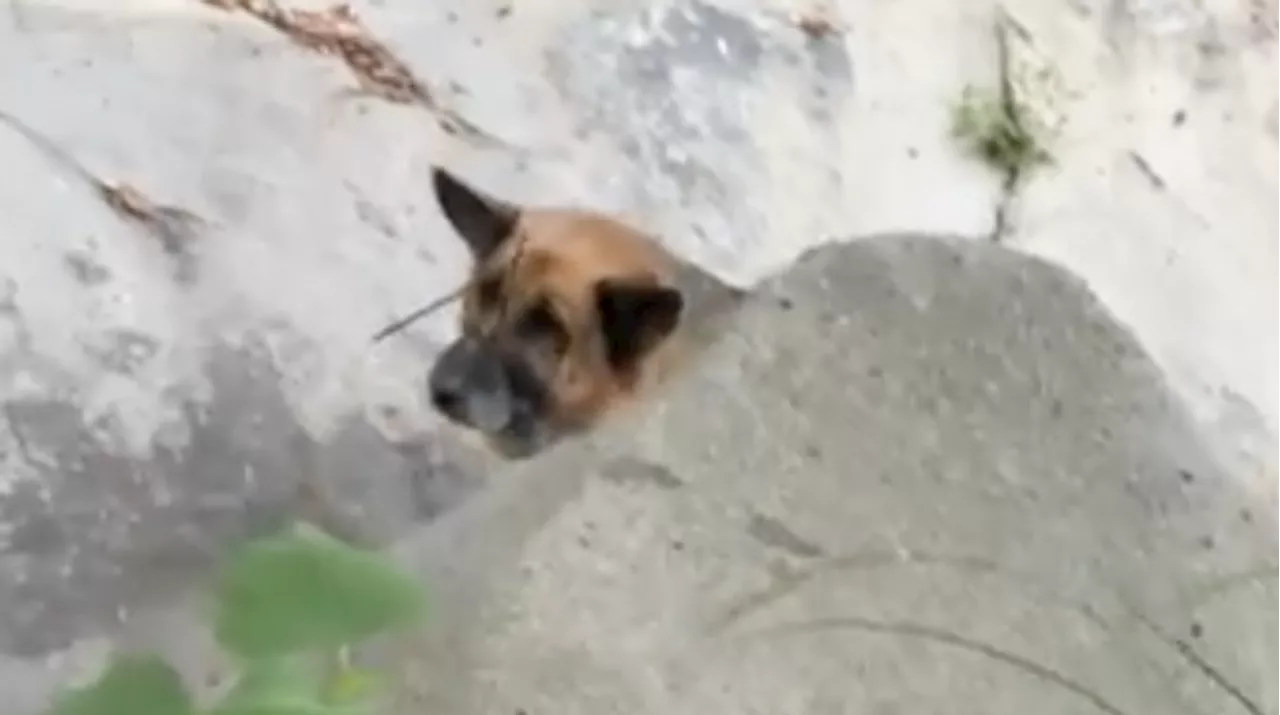 VIDEO: Dog found in California with mouth 'cruelly zip tied shut', animal nonprofits say