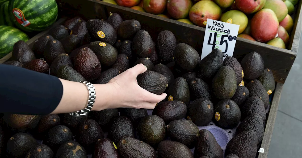 Your guacamole likely comes from a California avocado discovered by mistake