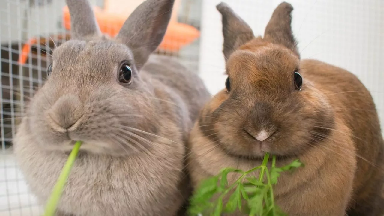 ¿Cuáles son los beneficios de tener un conejo en casa?