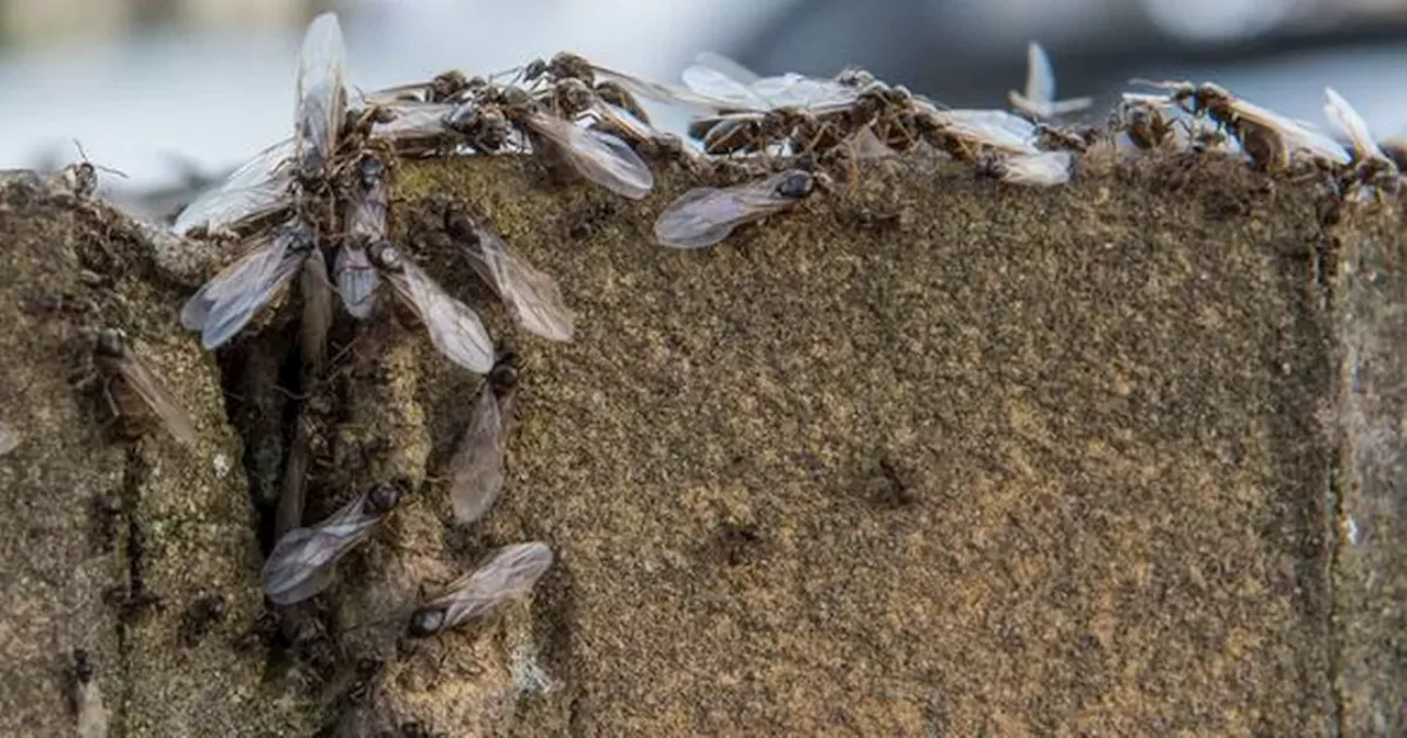 Flying ant day warnings to millions as insects set to invade UK homes