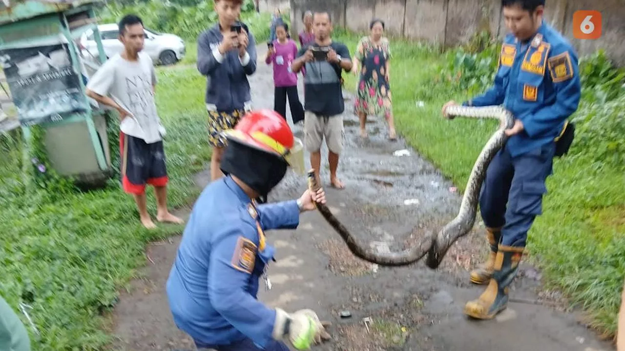 Geger Ular Sanca 4 Meter Posisi 'Kenyang', Dievakuasi Usai Memangsa Ternak Ayam Milik Warga Sukabumi