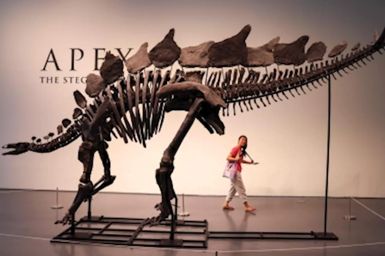 Largest stegosaurus skeleton ever found to fetch millions at New York auction