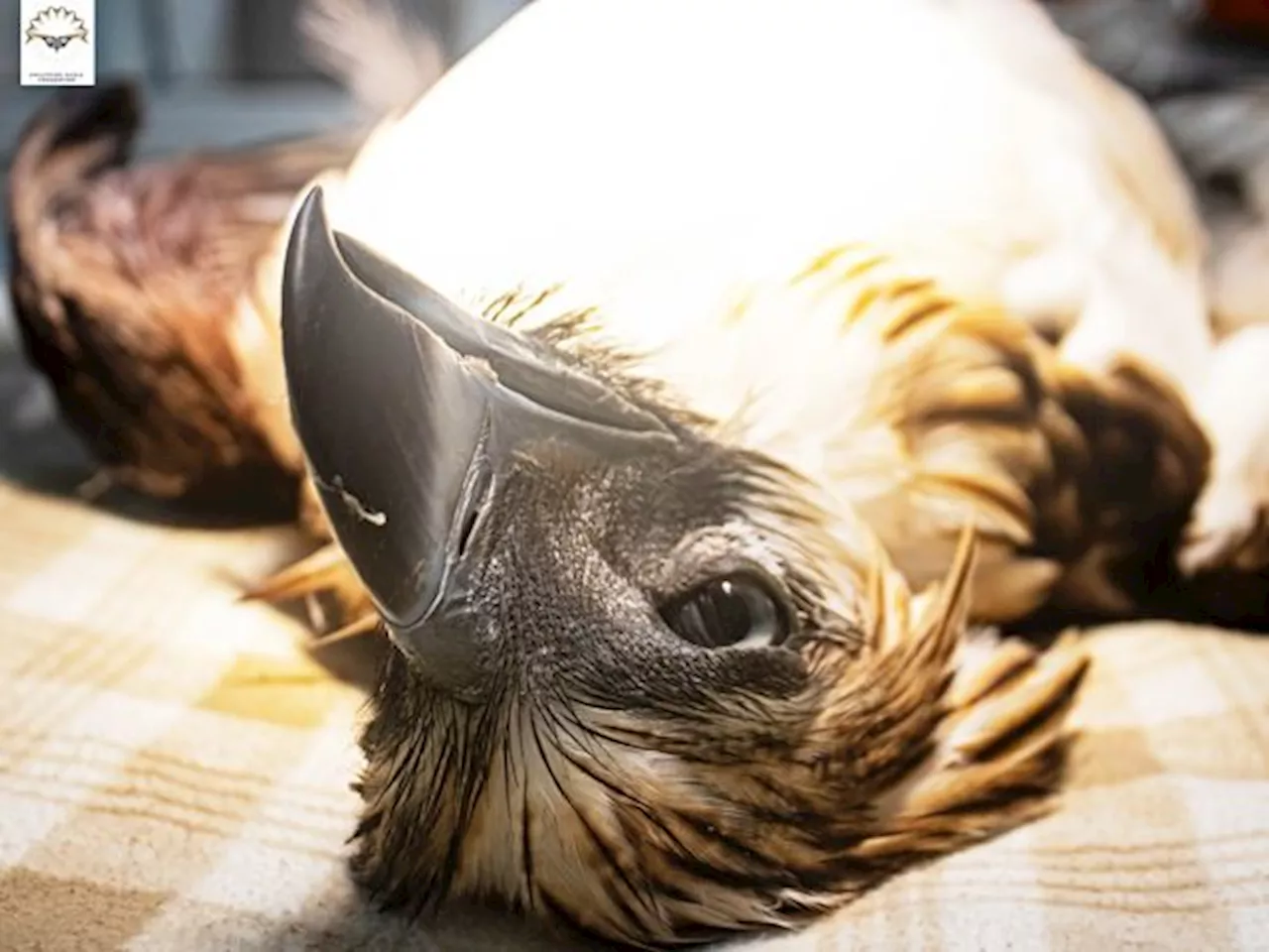 Wounded Philippine Eagle dies hours following rescue