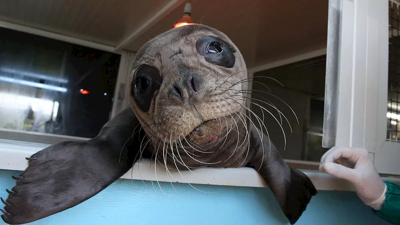 Sudafrica, ragazzino italiano in vacanza viene morso da una foca