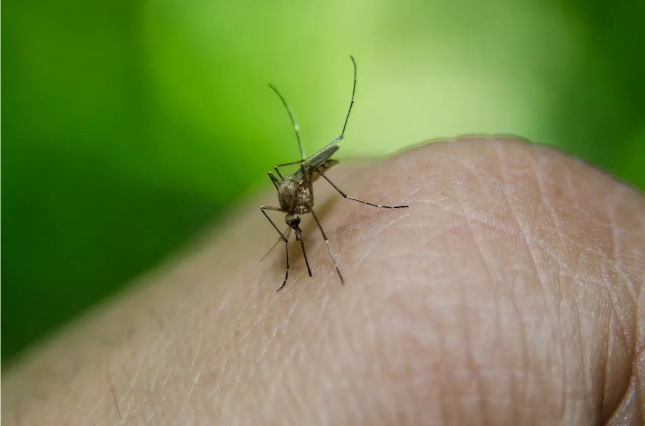 Nearly 200 NY, NJ residents diagnosed with dengue fever amid spike in cases