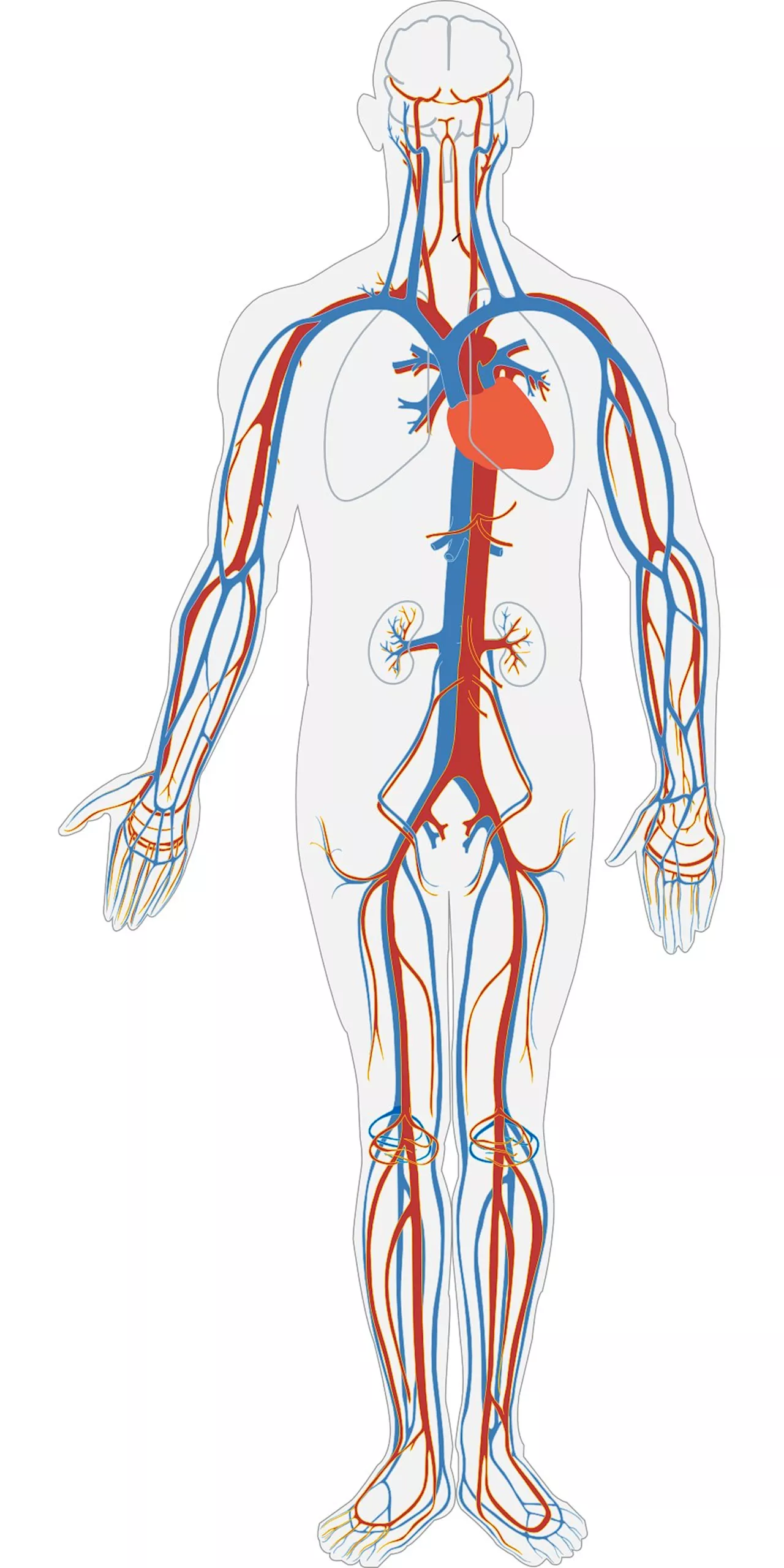 Short and long sleep duration associated with blood vessel damage in those recently diagnosed with type 2 diabetes