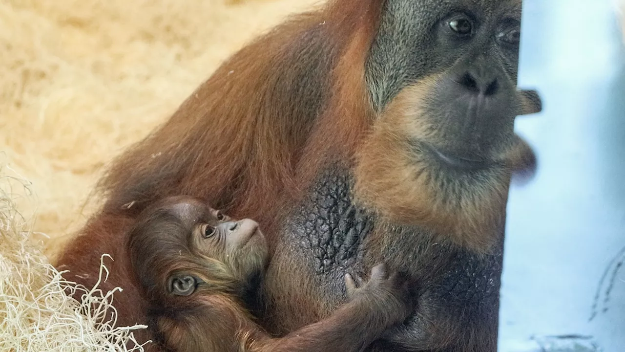 Philadelphia Zoo welcomes baby Sumatran orangutan and the photos are adorable