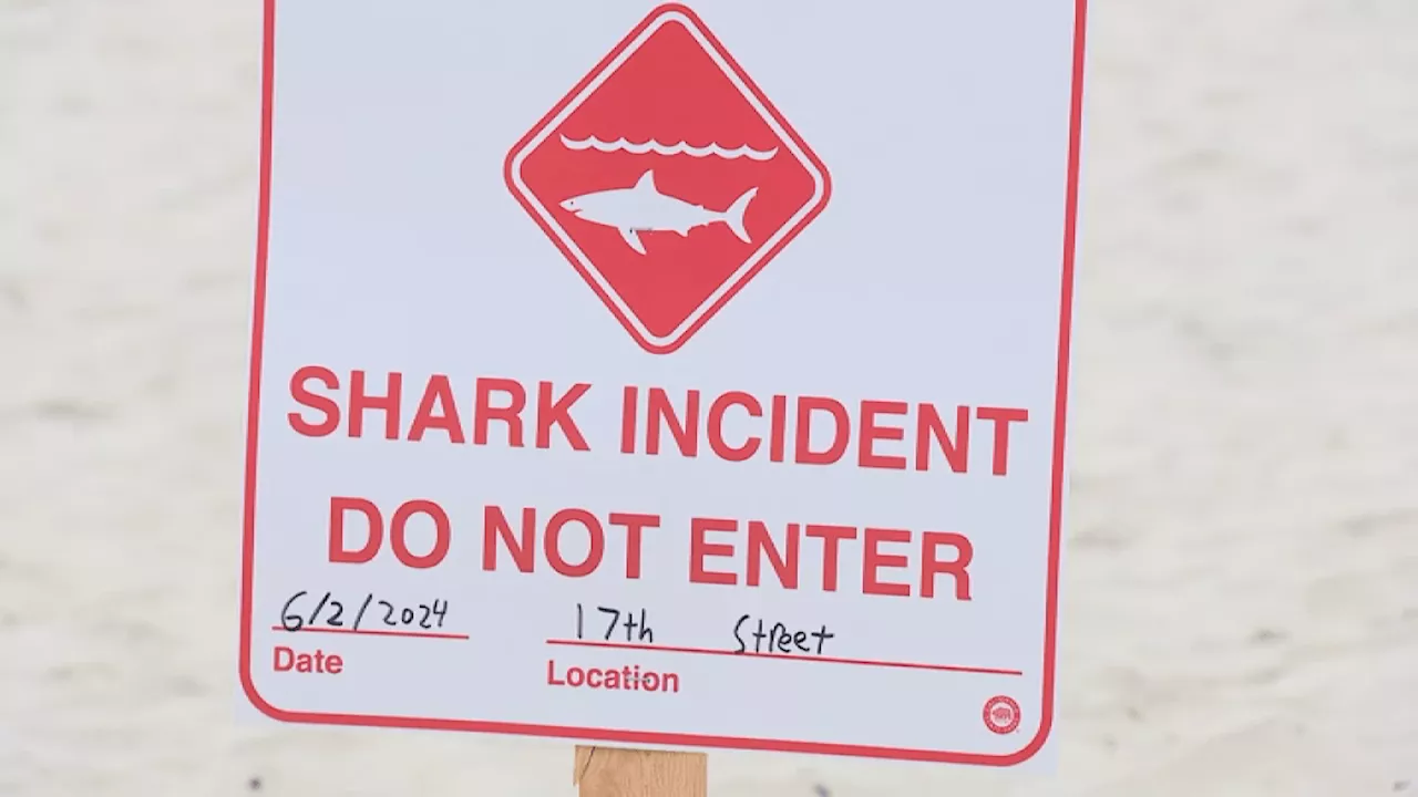 Shark that bit swimmer in Del Mar was a great white, expert confirms