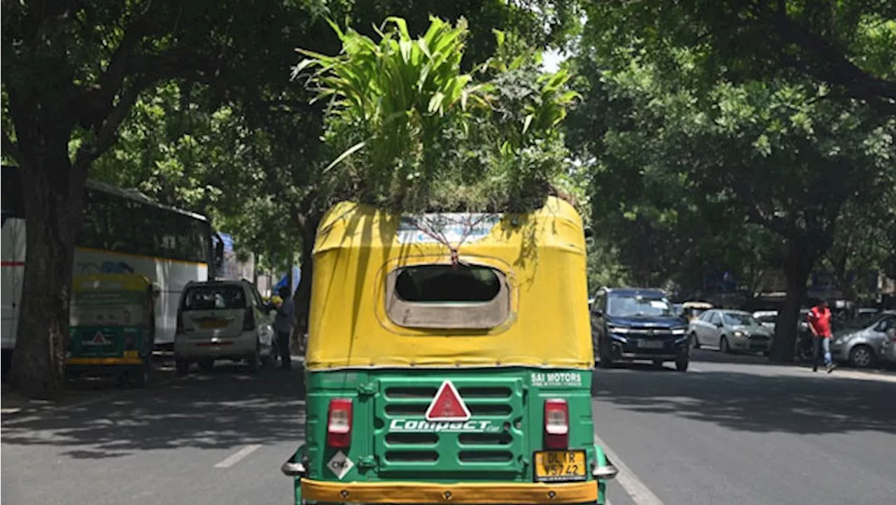 गर्मी से बचने के लिए ऑटोवाले का तगड़ा जुगाड़, Auto की छत को बना दिया Garden, फूल के साथ उगाता है बाजरा और टमाटर