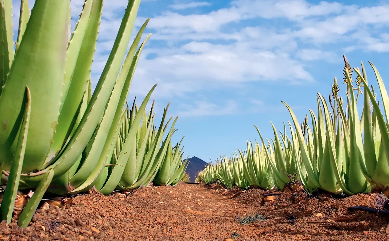 How Aloe vera's medicinal properties make it essential in medicine, cosmetics, and food products