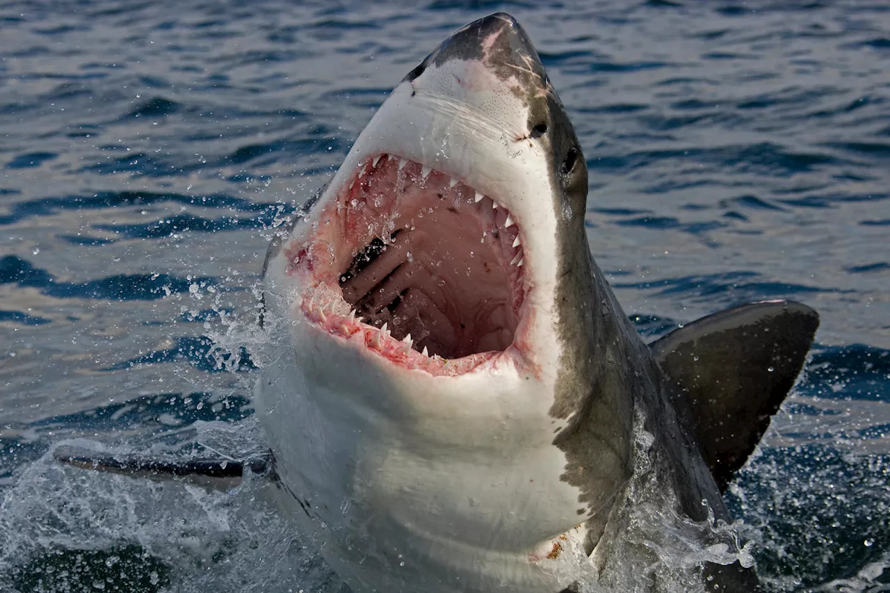 ‘The habitat is suitable’ – Are Great White Sharks coming to Ireland?