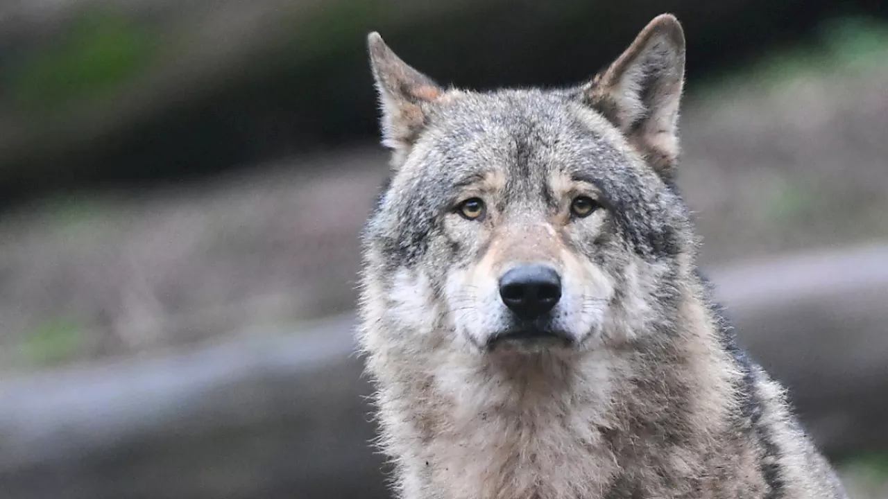 EuGH: Wolf darf in Österreich aktuell nicht gejagt werden