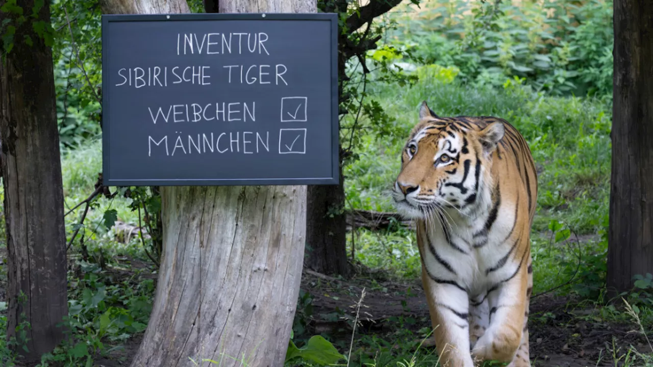 Tierische Inventur im Tiergarten Schönbrunn