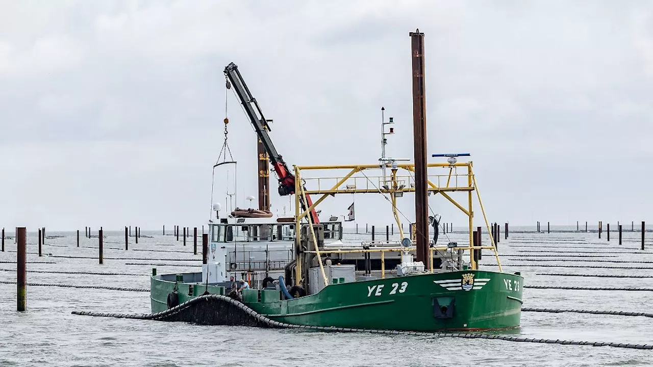 Hamburg & Schleswig-Holstein: Muschelzüchter auf Sylt starten in die Saison