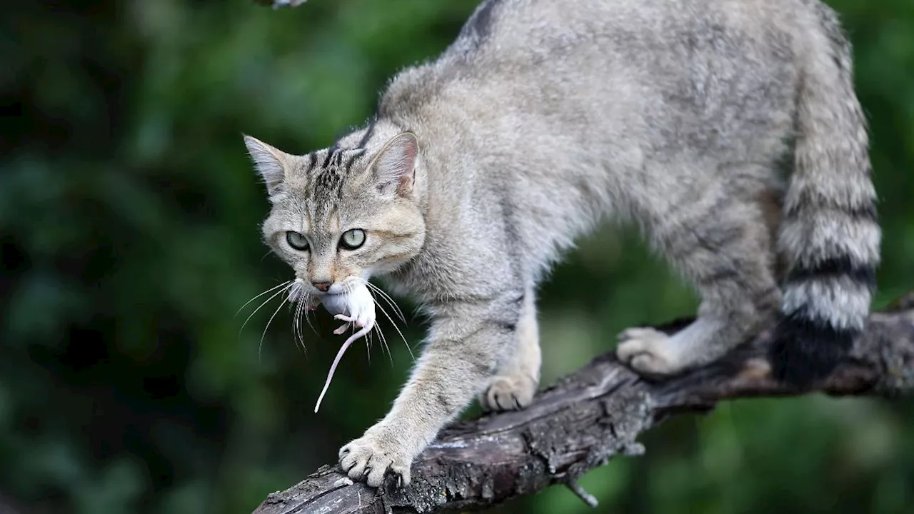 Thüringen: Die Wildkatze erobert sich Thüringen zurück