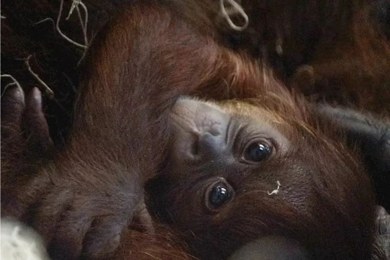 The Philadelphia Zoo welcomes the first Sumatran orangutan born at the zoo in 15 years