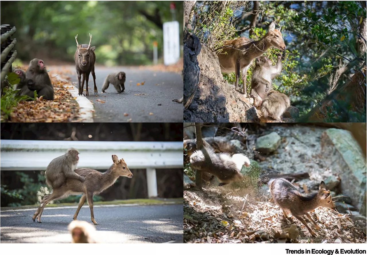 Introducing co-cultures: When co-habiting animal species share culture