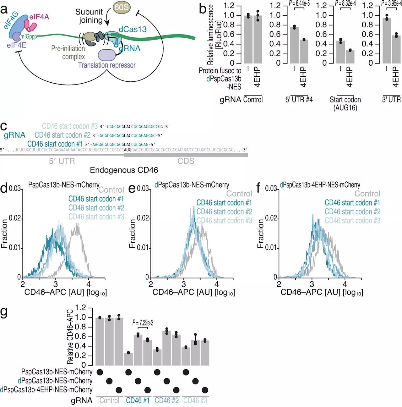 Method that silences specific genes while leaving others unaffected could aid research and therapy