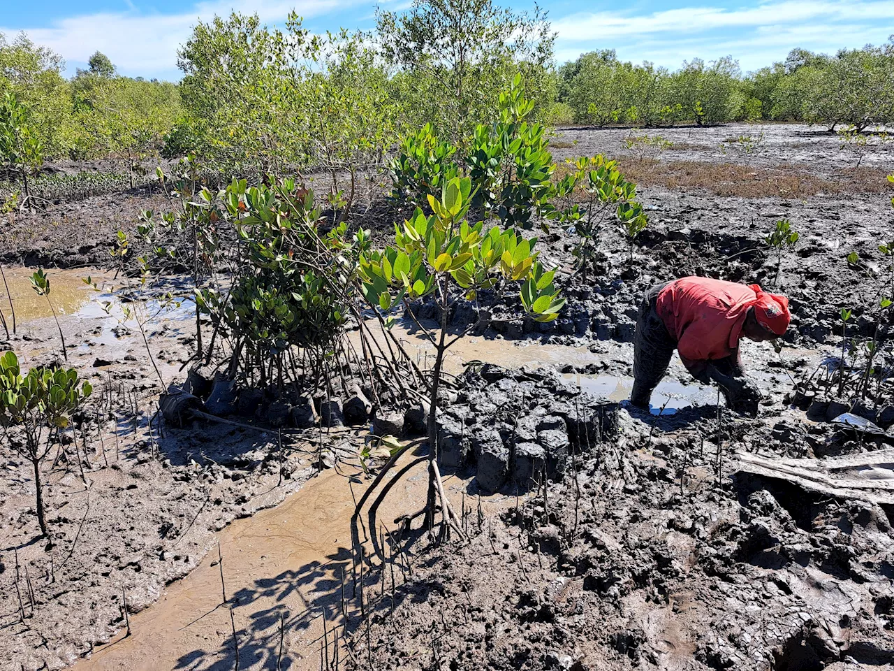 Scientists release new research on planted mangroves' ability to store carbon