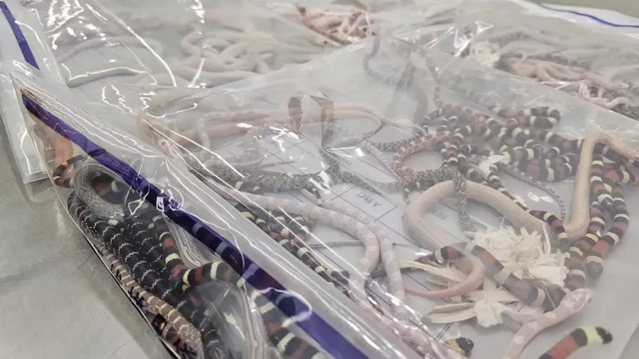 Chinese Customs caught man with 104 snakes in his pants