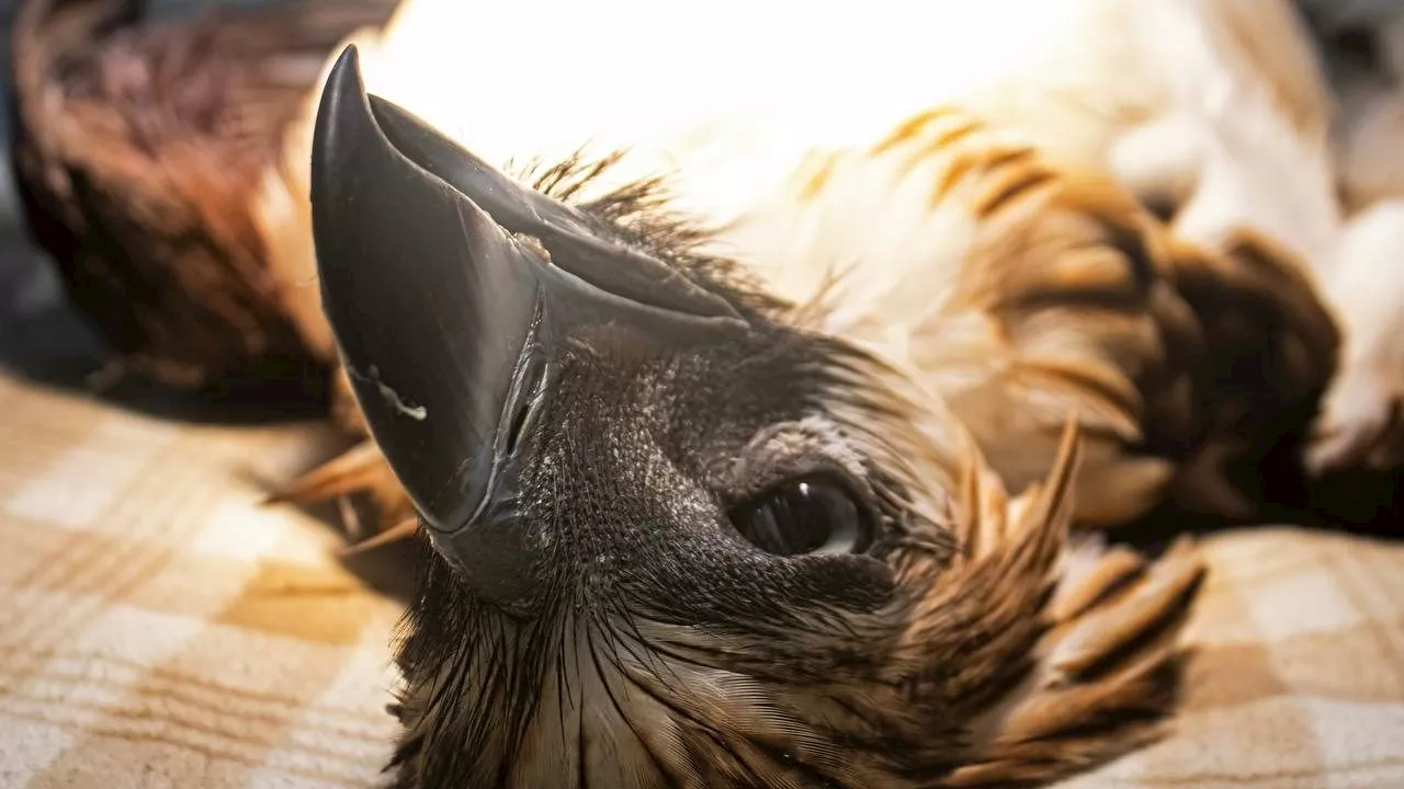 Philippine eagle rescued in Davao de Oro dead from suspected gunshot