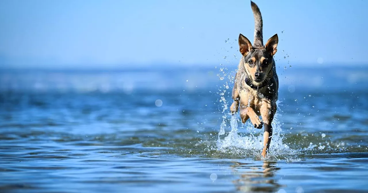 Ratgeber: Wie der Familienurlaub mit Hund gelingt