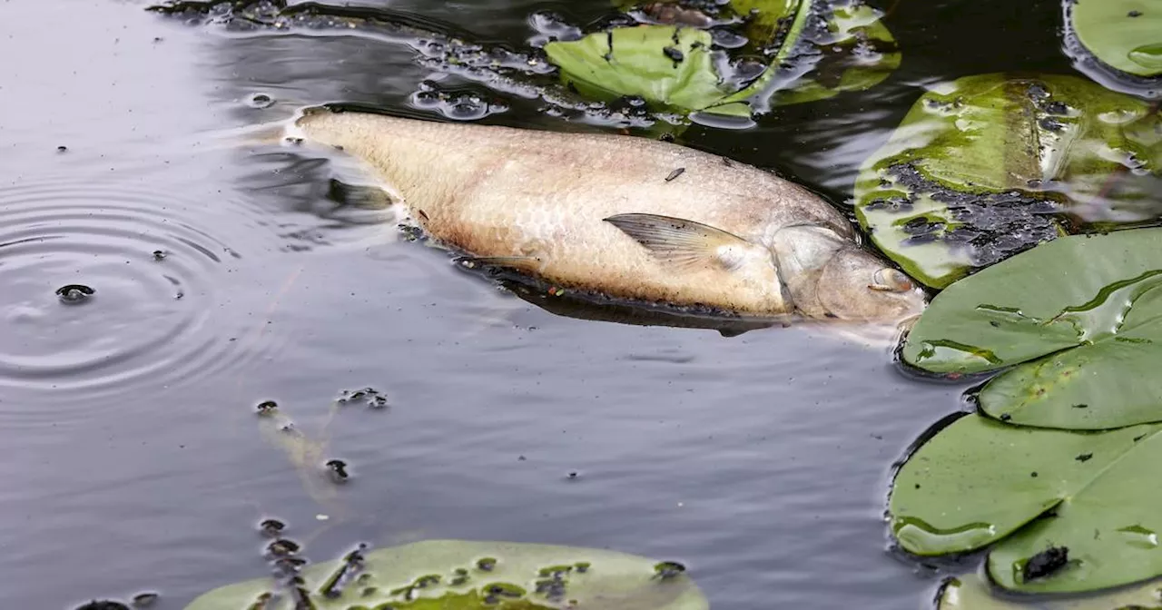 Tote Fische im Kreis Warendorf: Droht ein massenhaftes Fischsterben in NRW?​