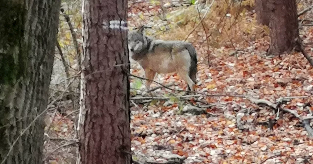 Wolf in NRW: Was zu tun ist, wenn man in NRW Wölfe entdeckt