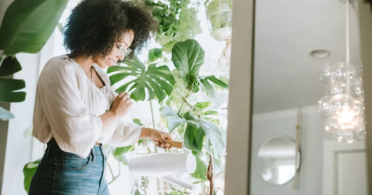 The best houseplants for your bedroom, living room and home office