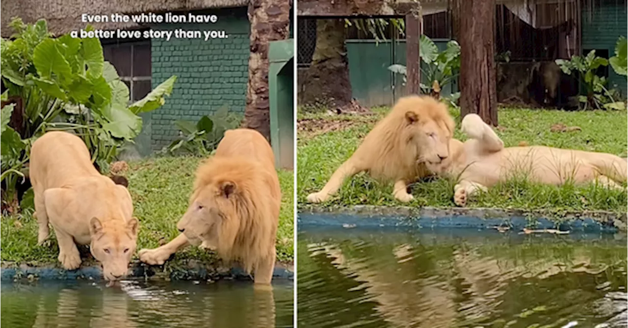 Lions At Zoo Negara Show Affection In The Sweetest Way & I Can't Even Get A Text Back