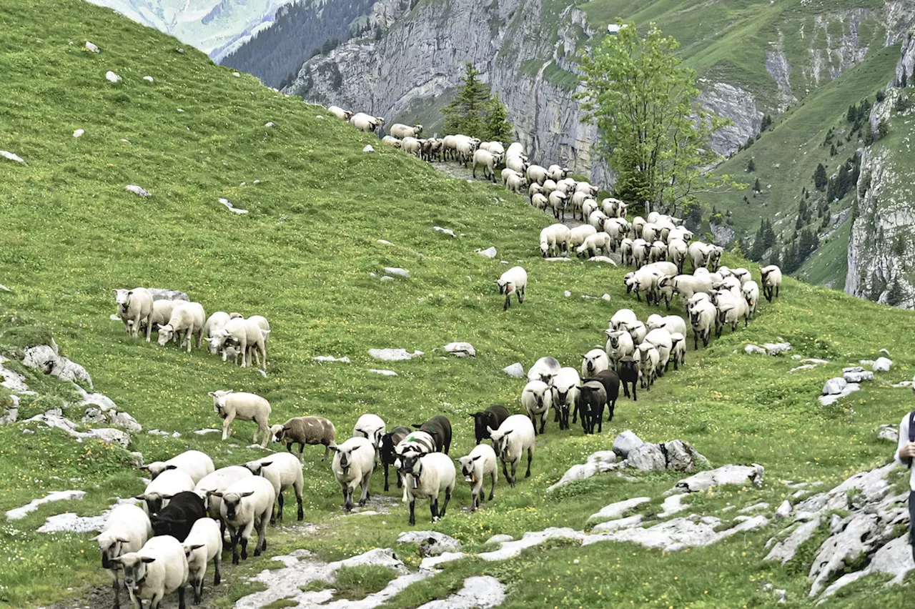 Machen bald Drohnen Herdenschutz?