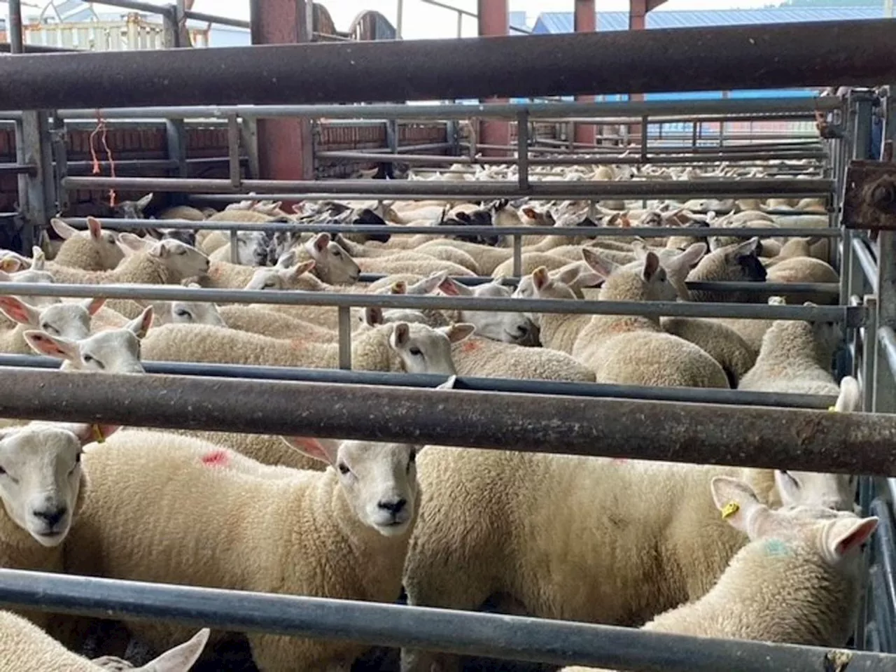 Launch of Friday sheep sales proves a hit in Bishop's Castle