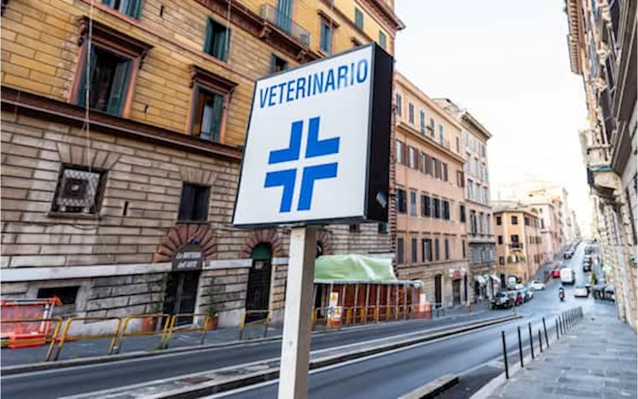 Spese veterinarie, quali sono quelle detraibili nel modello 730/2024