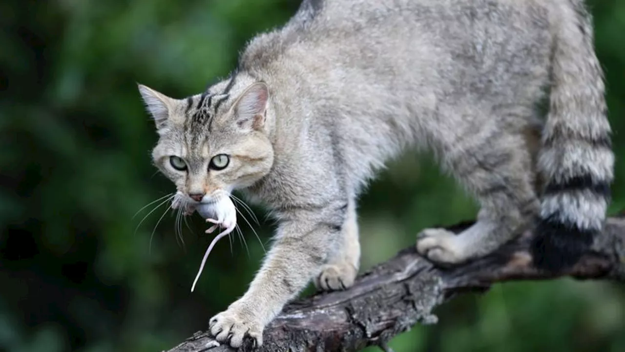 Grüne Korridore: Die Wildkatze erobert sich Thüringen zurück