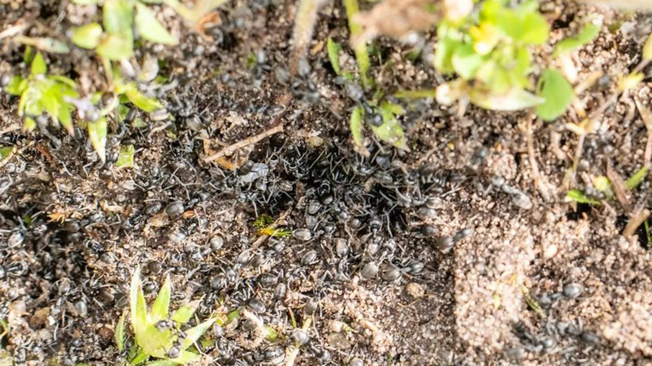 Invasive Arten: Kehler Ameisen auch an anderen Orten gesichtet