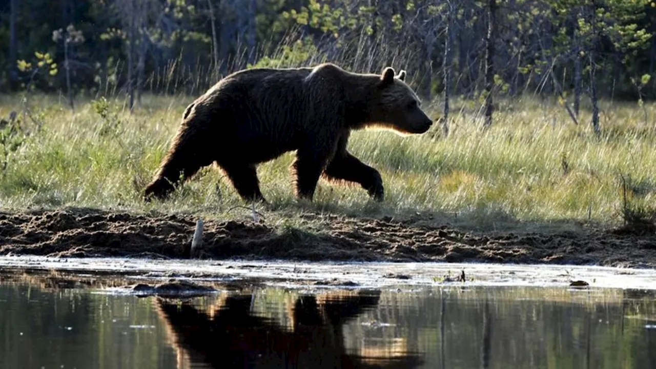 Wilde Tiere: Bär tötet Frau nahe St. Petersburg