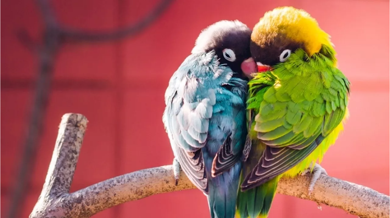 Mengapa Burung Lovebird Tidak Boleh Dilepas? Begini Penjelasan Para Ahli