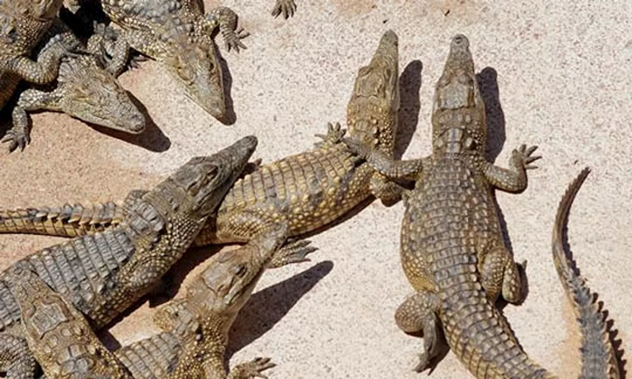 At least 200 crocodiles crawl into cities as heavy rains hit northern Mexico, near Texas