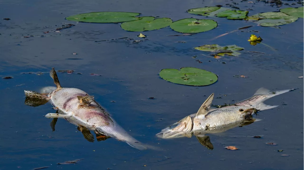 Schlechte Wasserqualität in Berlin: Fischsterben im Volkspark Friedrichshain