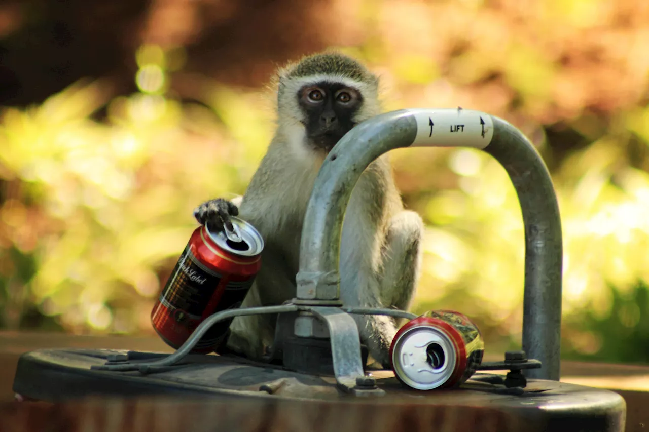 Ballito residents debate monkey problem