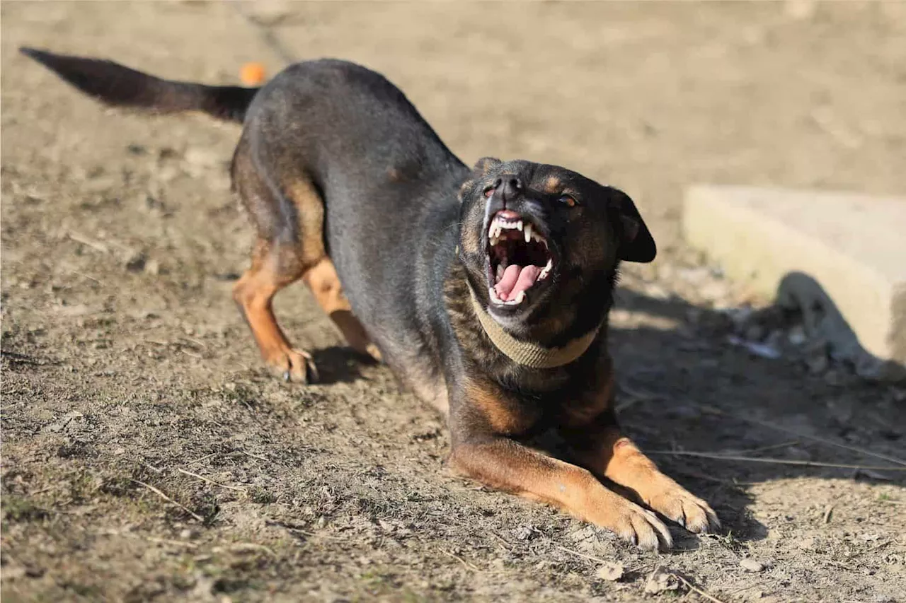 Rottweiler attacks toddler and grandmother in KZN