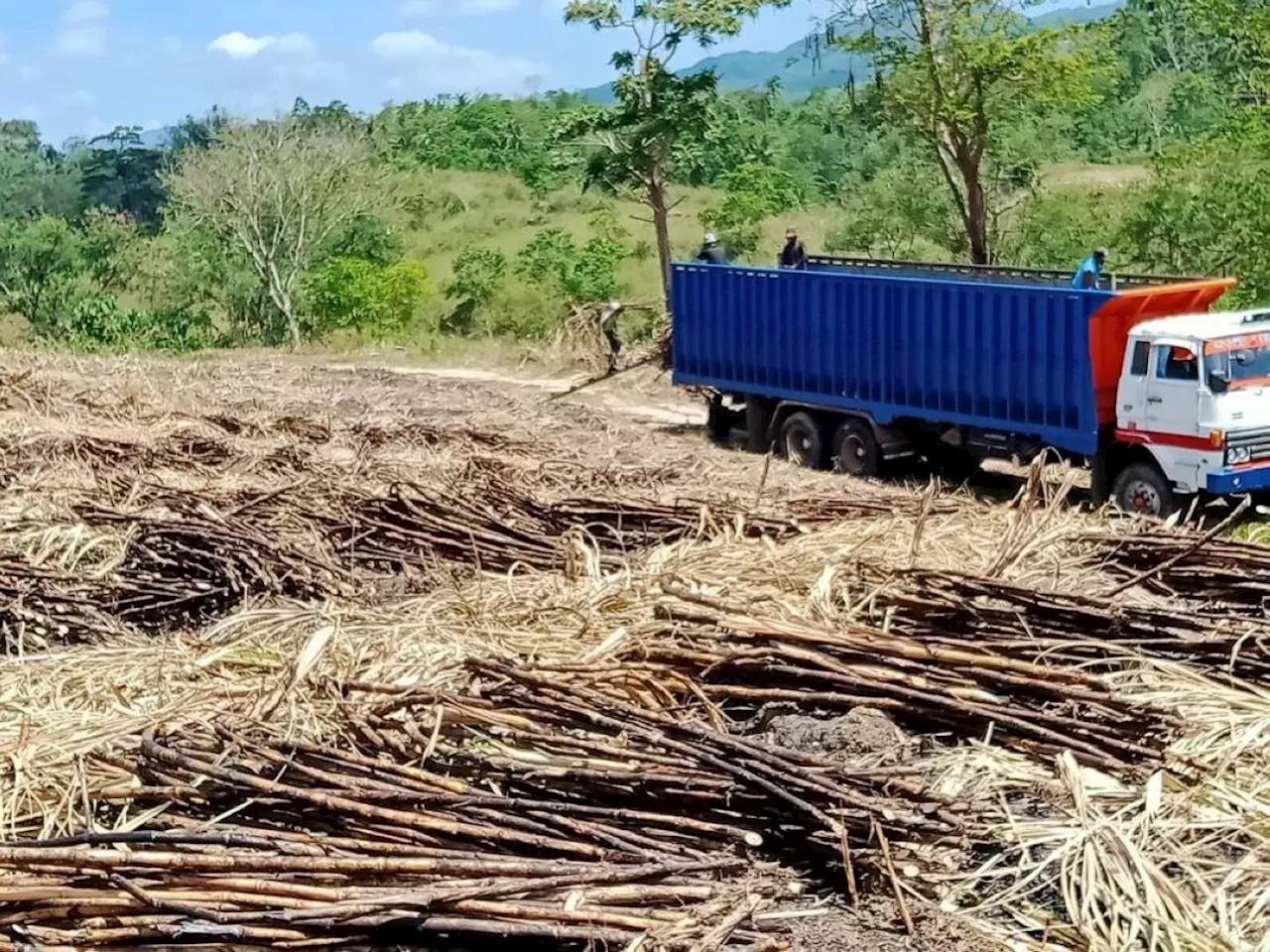 Raw sugar exports to US eyed by SRA