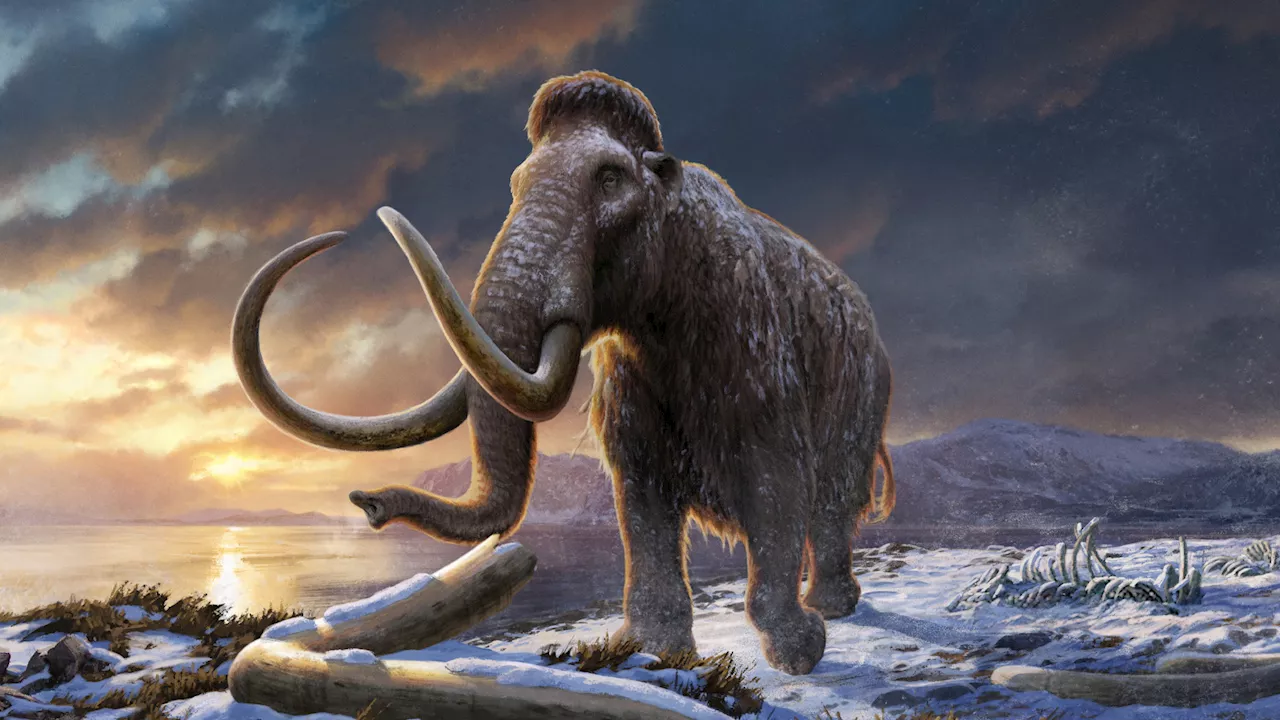 Hope for woolly mammoth ‘de-extinction’ after DNA from frozen 52,000-year-old remains found