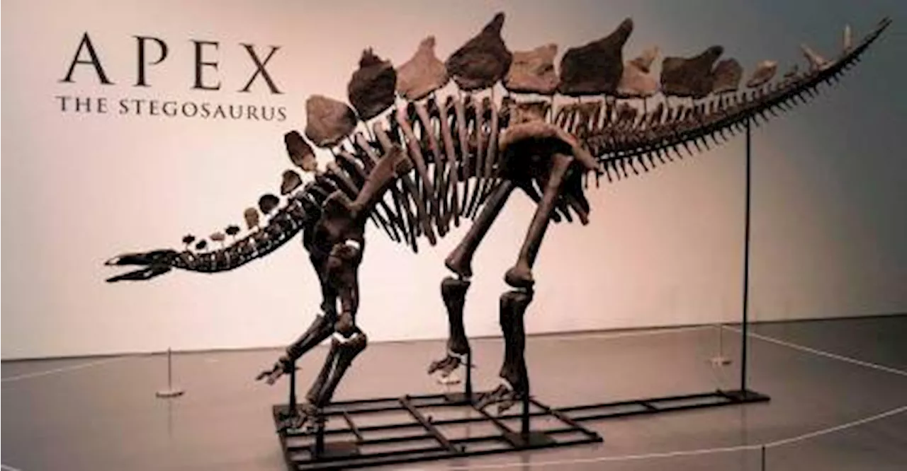 Stegosaurus skeleton to fetch millions at New York auction