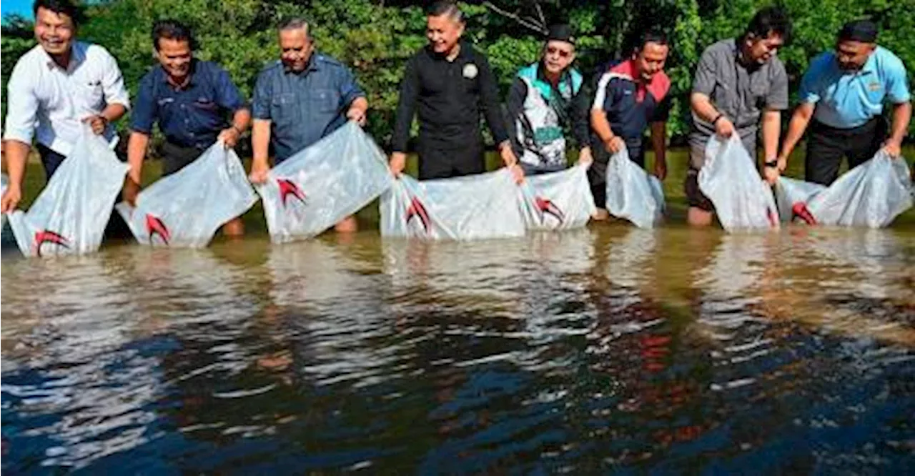 Terengganu releases over 300,000 fish fry to boost inland fisheries stock