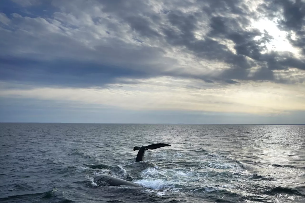 Rescue team frees entangled North Atlantic right whale in St. Lawrence