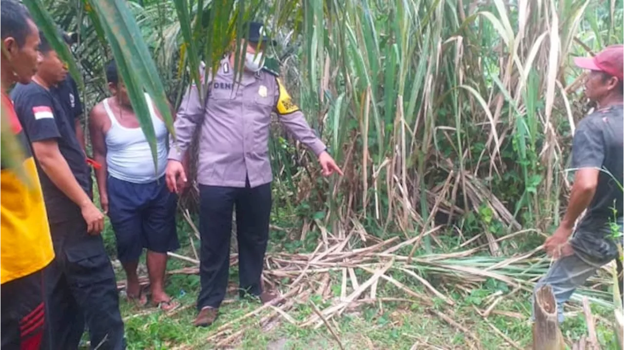 Kades Tewas Tersambar Petir di Pinggir Ladang Sawit