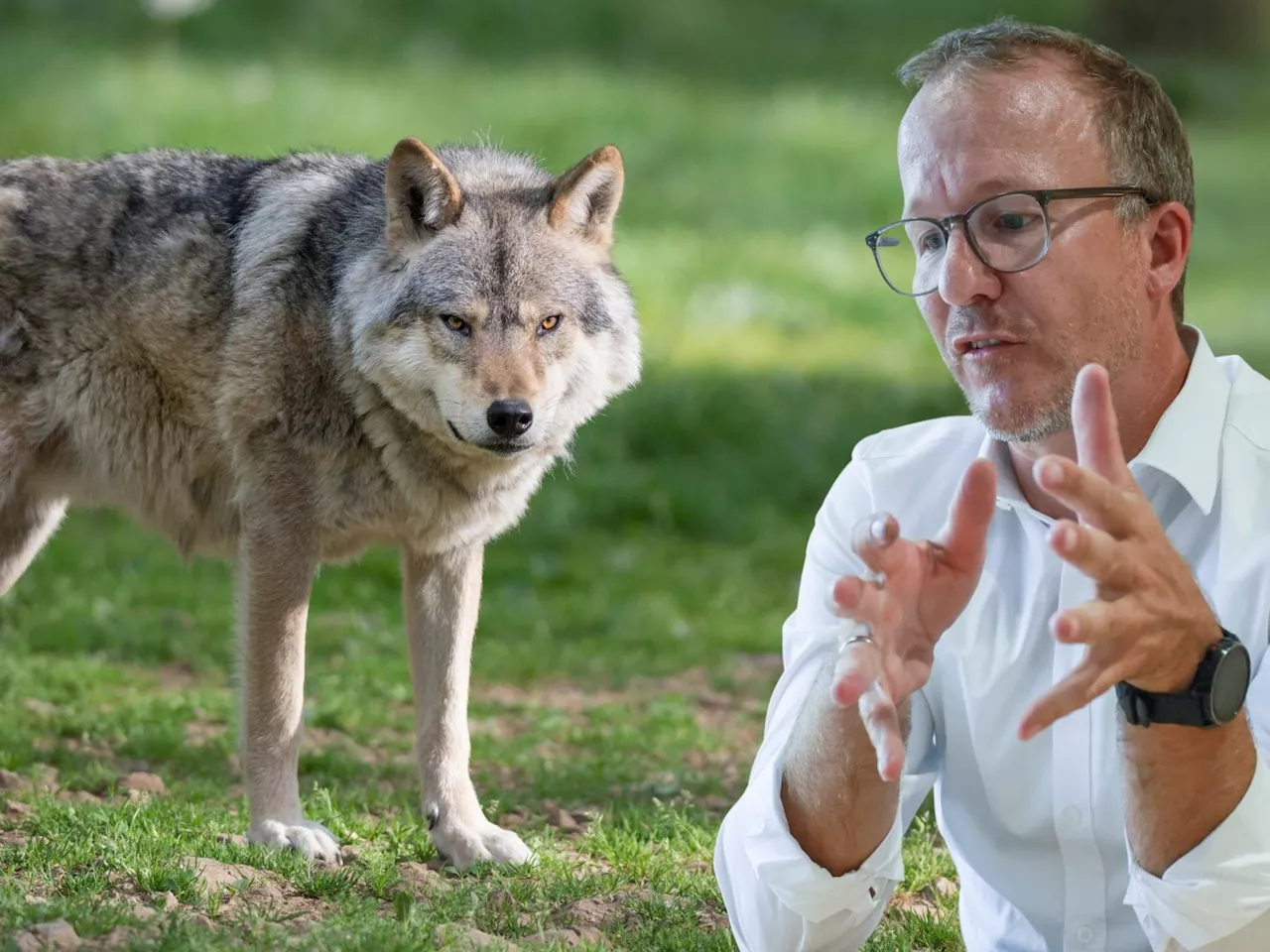 LR Gantner: 'Der Wolf ist keine gefährdete Tierart und gehört reguliert'