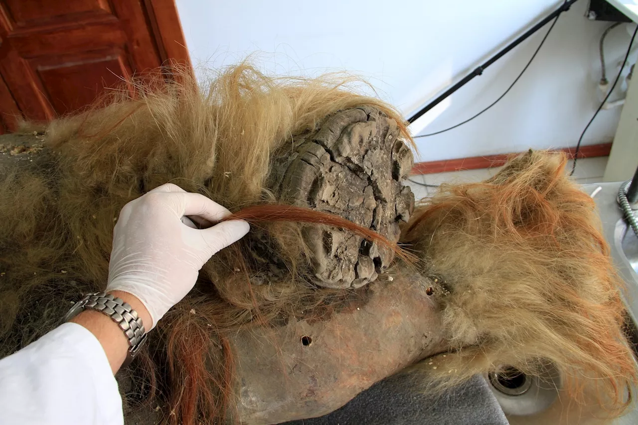 Freeze-dried woolly mammoths share their genetic secrets with scientists