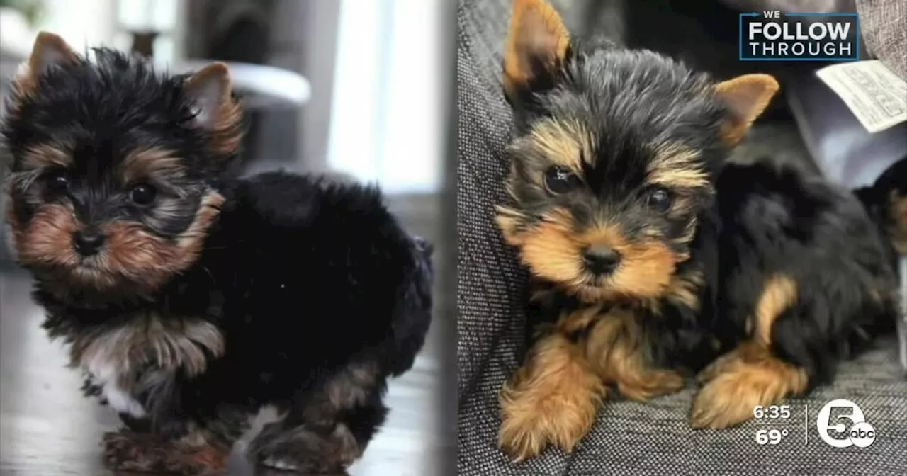 Yorkie dog scam strikes again locally, but also thousands of miles away in Texas